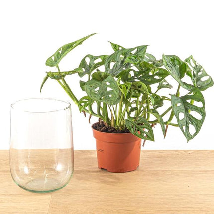 Monstera in vase DIY package - Hydroponics