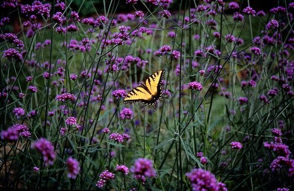 Verbena Bonariensis - IJzerhard - ↕10-25cm - Ø9cm - Borderplant - 6x