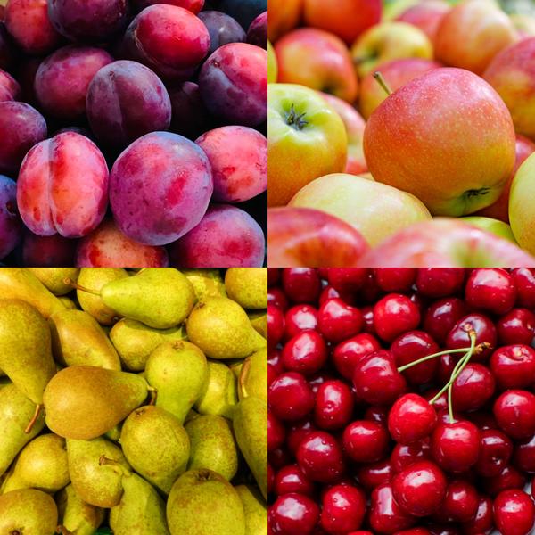 Fruitbomen Biologisch - Appel, Peer, Kers en Pruim - ↕60cm - Ø20cm - 4x