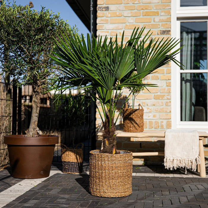 Trachycarpus Fortuneii - ↕160 cm - Ø27cm