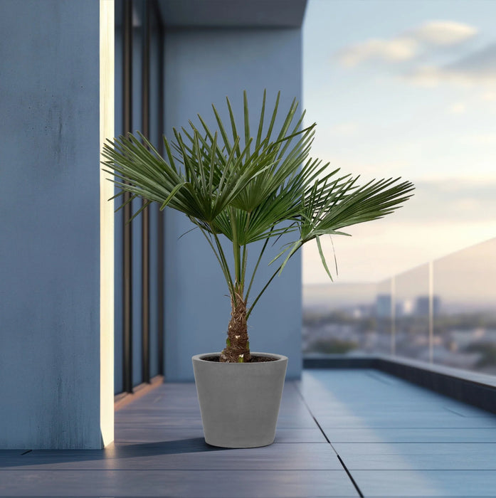 Trachycarpus Fortuneii - ↕160 cm - Ø27cm