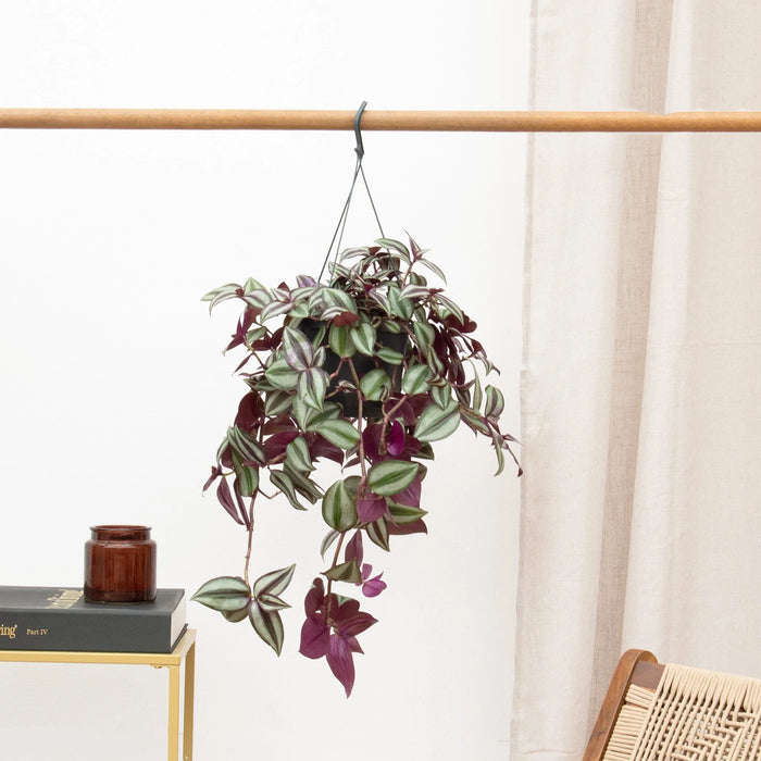 Tradescantia Zebrina Violet - Vaderplant - ↕25cm - Ø17cm