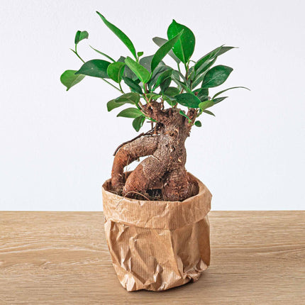 Ficus microcarpa ginseng bonsai  - Ø8cm