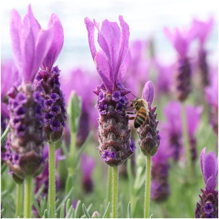 Lavandula stoechas Anouk® su stelo - Ø15cm - Lavanda francese su stelo - 2x
