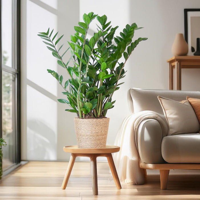 Zamioculcas Zamiifolia - ZZ Plant - met Sofia mand naturel  - ↕80cm - Ø21cm