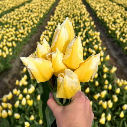 Bulbes de fleurs Amsterdam - Jacques Darlings - 25 bulbes de fleurs - Taille 12+