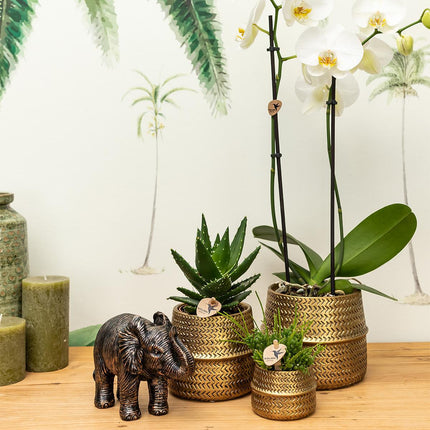 Kolibri Home | Groove flower pot - Gold ceramic decorative pot - pot size - Ø6cm