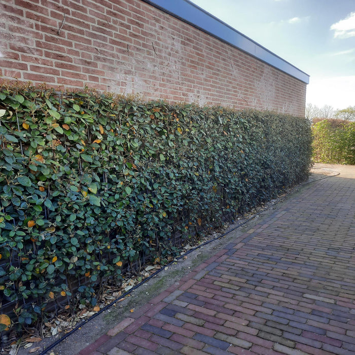 Kant en Klaar Haag - Elaeagnus ebbingei - ↕180cm - 1x