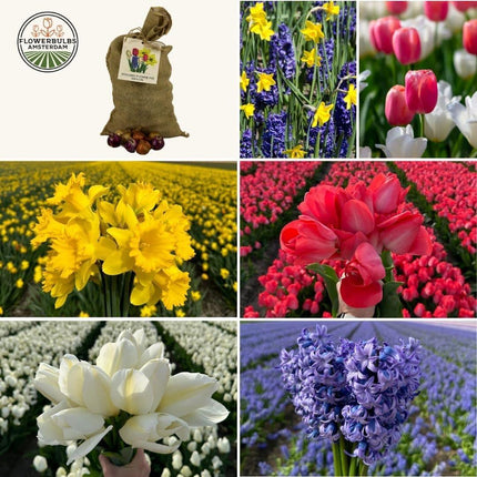 Flowerbulbs Amsterdam – Super Holland Mix – Nachhaltiger Vorteilsbeutel, 100 Blumenzwiebeln für 2,5 m² Blütenpracht – Größe 12+