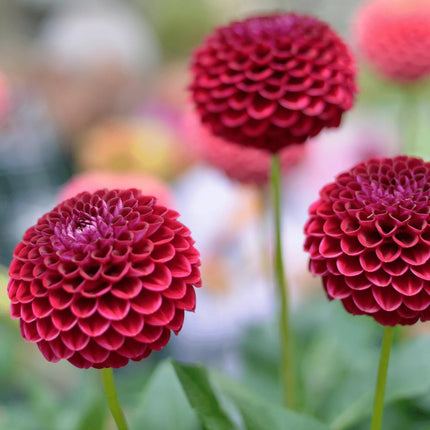 Dahlia Bollen | 24 dahlia natal knollen voor 4m², prachtige kogelronde bloemen