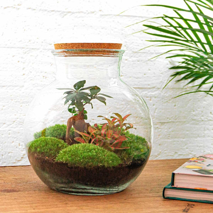 DIY terrarium - Teddy bonsai - ↕26,5cm - Normal