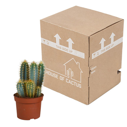 Pilosocereus Azureus - Zuilcactus - ↕15-30 cm - Ø12cm