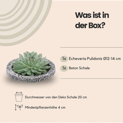 RODLESS Sukkulent Echeveria Pulidonis i 'Beton' skål - ↕5cm - Ø20cm