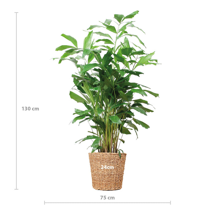 Caryota Mitis XL - Vissenstaartpalm - met mand Torun - ↕130cm - Ø24cm