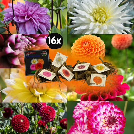 Dahlia Bollen | Super Mix - 2x pakket van 8 verschillende dahlia's, 16 stuks in totaal, 2,5 m² dahlia plezier