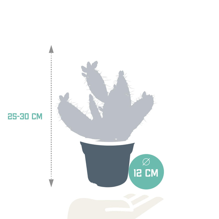 Opuntia quitensis - - ↕35cm - Ø12cm