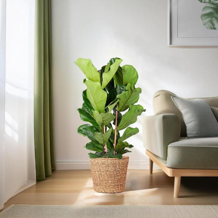 Ficus Lyrata XL met mand Torun - ↕140cm - Ø27cm