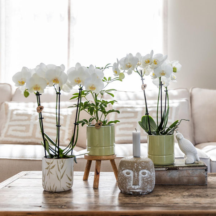 Witte Phalaenopsis orchidee - Amabilis + Pastel pot green- Ø9cm - Bloeiende kamerplant