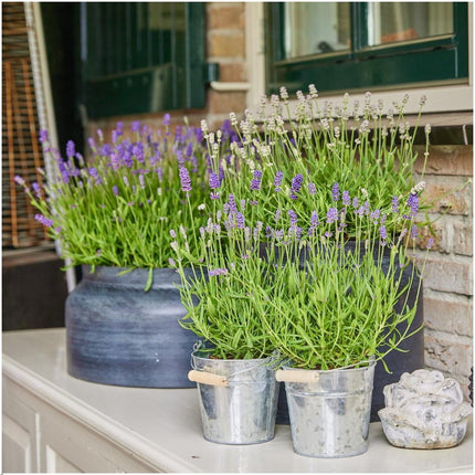 Lavandula Angustifolia Felice® i 'Old Look' dekorativ potte - Ø13cm - Lavendel - 3x