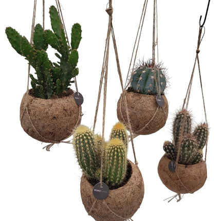 Kokodama Cactus Mix - 4x - ↕20cm - Ø12cm