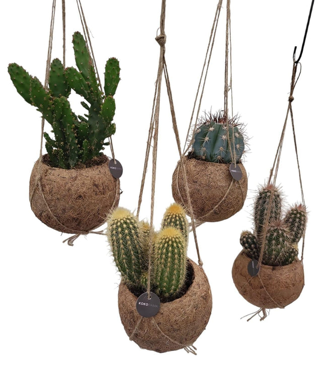 Kokodama Kaktusmischung - 4x - ↕20cm - Ø12cm