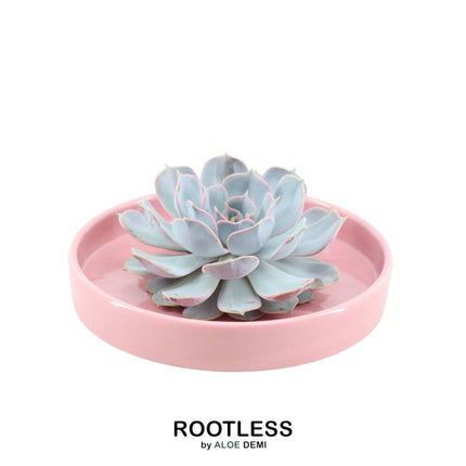 ROOTLESS Succulent Echeveria Lilacina in 'Pink' bowl - ↕5cm - Ø20cm