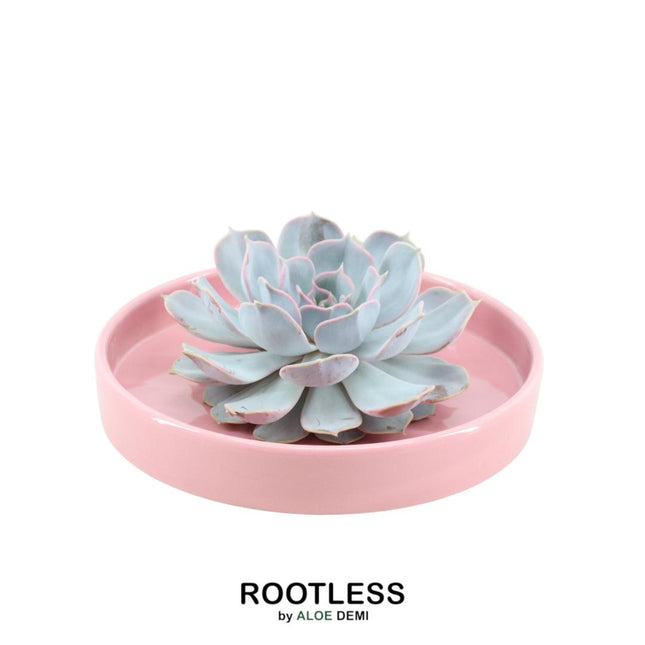 Suculenta sin raíces Echeveria Lilacina en maceta 'Rosa' - ↕5cm - Ø20cm