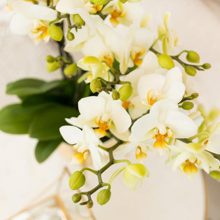 Hvid Phalaenopsis orkidé - Lausanne - Ø9cm - Blomstrende stueplante