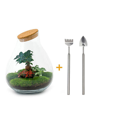 Terrarium DIY - Drop XL Bonsai - ↕37 cm - Grabie + Łopata