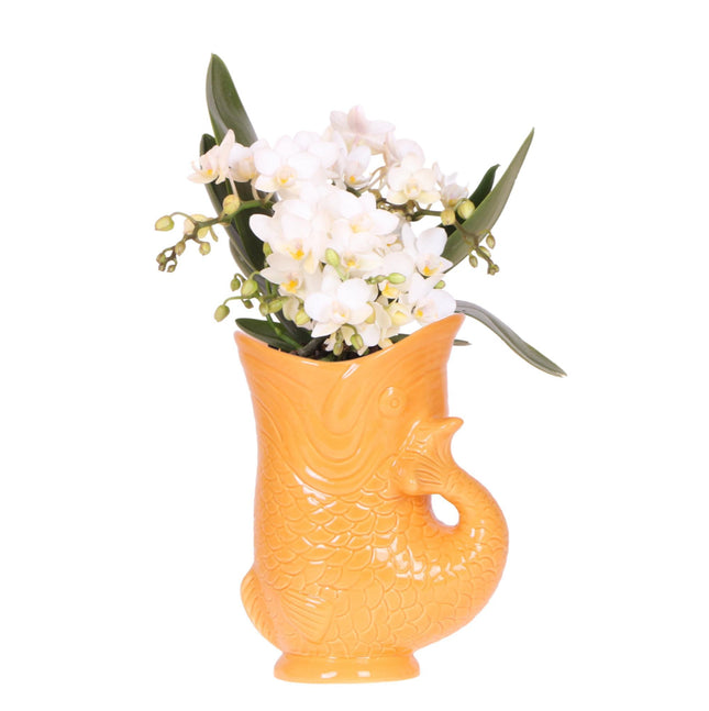 Orchidea bianca 'Nazaré' + Vaso a forma di pesce arancione - Ø9cm - Pianta da interno fiorita