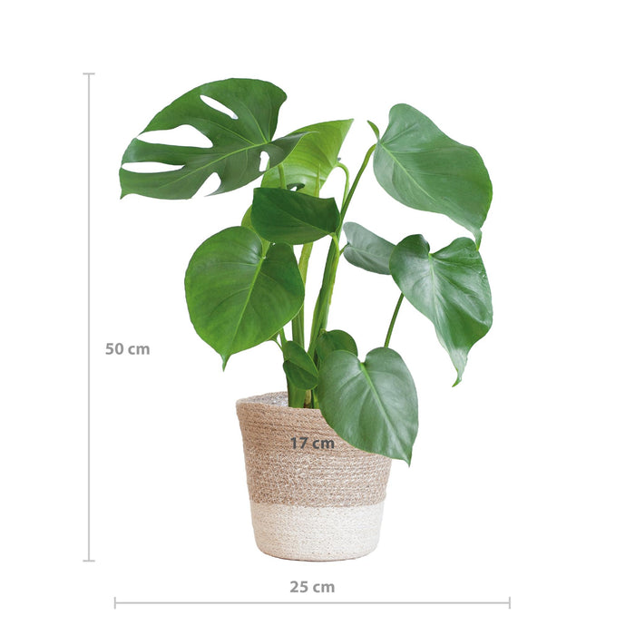 Monstera Deliciosa - Gatenplant - met Lissabon mand wit  - ↕50cm - Ø17cm