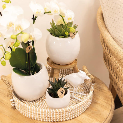 Kolibri Home | Bowl flowerpot - White ceramic decorative pot - Ø9cm