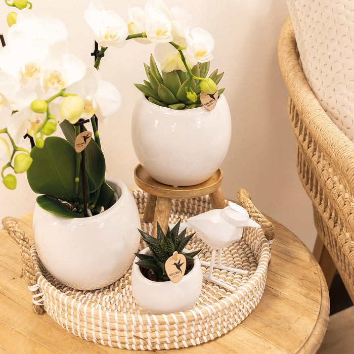 Kolibri Home | Bowl bloempot - Witte keramieken sierpot - Ø9cm