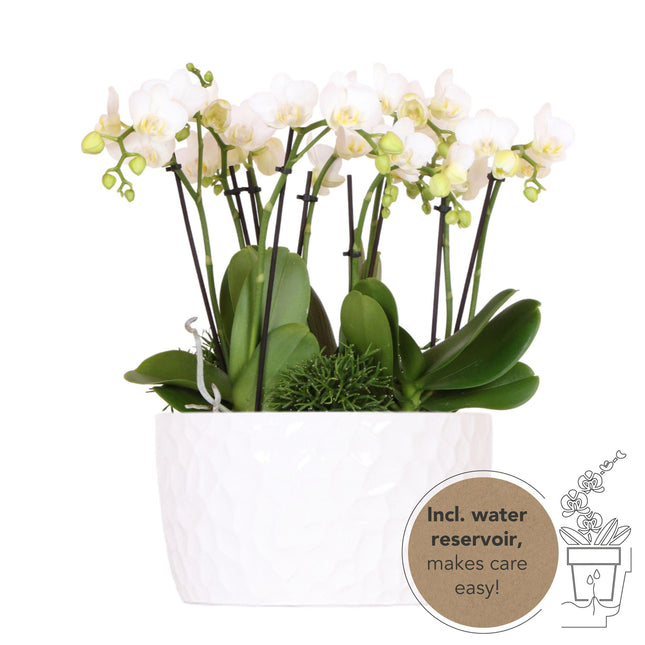 Composizione di piante bianche in contenitore per miele con serbatoio d'acqua incluso | tre orchidee Amabilis bianche da 9 cm e tre piante di Rhipsalis verdi | Bouquet Jungle bianco con serbatoio d'acqua integrato