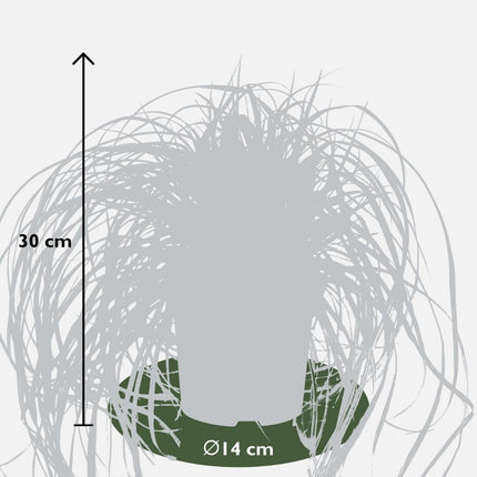 Carex hachijoensis 'Evergold' - Zegge - ↕25cm - Ø14cm - 6x