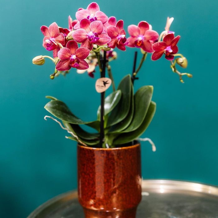 Rode Phalaenopsis orchidee - Congo + Classy red- Ø9cm - Bloeiende kamerplant