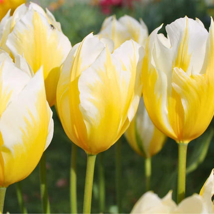 Flowerbulbs Amsterdam - Sweetheart - 15 flower bulbs - Size 12+