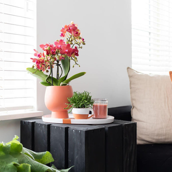 Planten set Scandic - met oranje Phalaenopsis Orchidee en Rhipsalis - incl. keramieken sierpotten | Ø9cm
