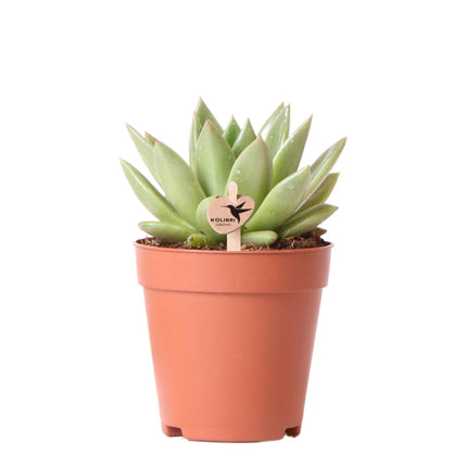 Echeveria Miranda - Succulent plant - Ø9cm - Kolibri Greens