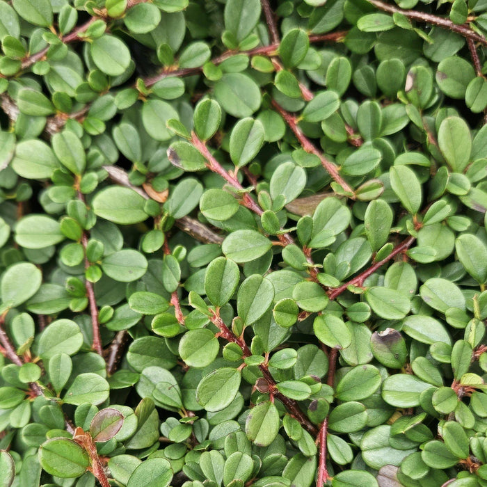 Cotoneaster procumbens 'Streib's Findling' - ↕25cm - Ø9cm  - 20x