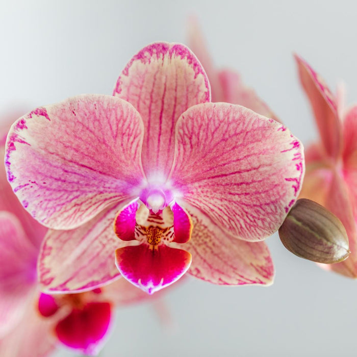 Roze / Oranje Phalaenopsis orchideeën - Pirate Picotee - 2x - Ø12cm - Bloeiende kamerplant