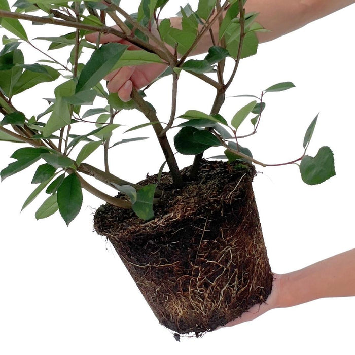 Grote Glansmispel planten voor 10 strekkende meter haag - 12L - 25x - ↕100-125 cm - Carré Rouge