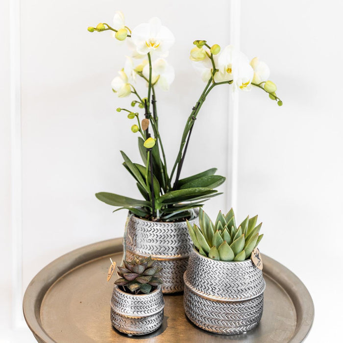 Planten set Groove zilver - Set met witte Phalaenopsis orchidee Amabilis Ø9cm en groene plant Succulent Aloe Brevifolia Ø6cm - met zilver keramieken sierpotten
