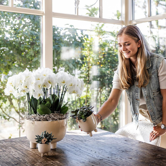Witte plantenset in Gummy dish incl. waterreservoir | drie witte orchideeën | Mono Bouquet wit met zelfvoorzienend waterreservoir