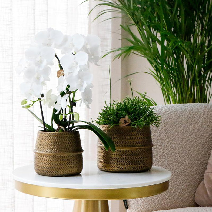 Planten set - met 3 Rhipsalis mix - incl. keramieken sierpotten - Ø9cm - Kolibri Greens