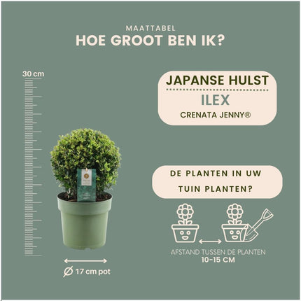 Ilex crenata 'Jenny' bulb - ↕30cm - Ø20cm - 2x