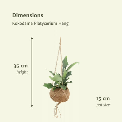 Kokodama Platycerium colgante - Helecho cuerno de ciervo - ↕35cm - Ø15cm - 2x
