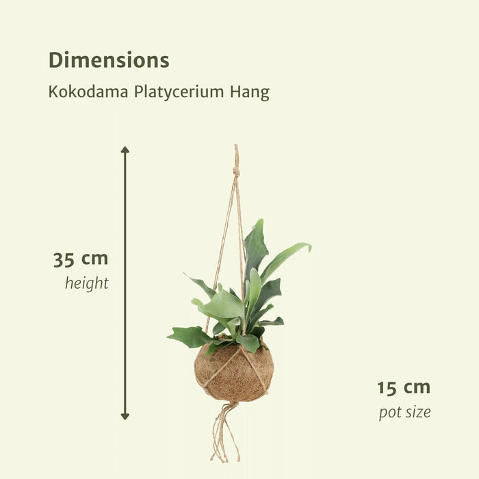 Kokodama Platycerium Hang - Hertshoornvaren - ↕35cm - Ø15cm - 2x