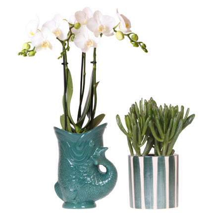 Orquídea Amabilis blanca en maceta verde con forma de pez y suculenta en maceta verde con rayas pintadas - Set - Ø9cm - Planta de interior con flores
