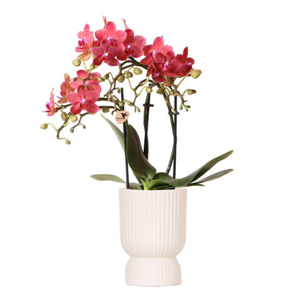 Rød Phalaenopsis orkidé - Congo + Diabolo travertin - Ø9cm - Blomstrende stueplante